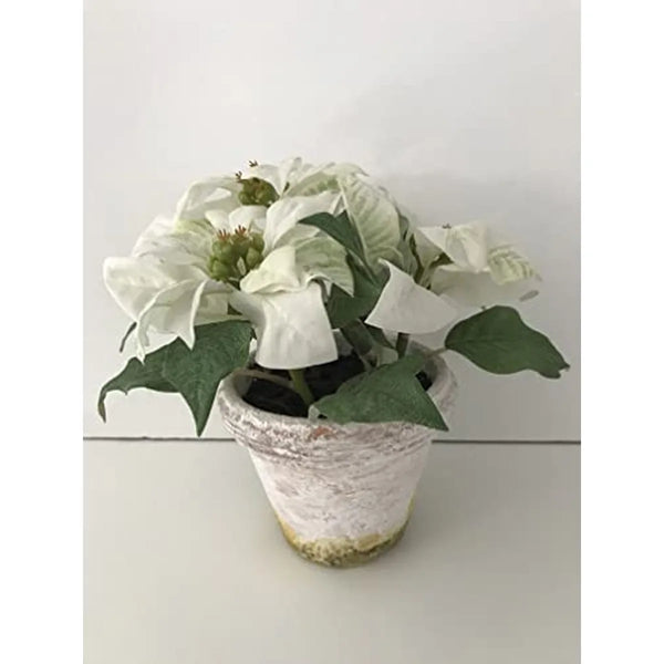 SIA — Stella Bianca | Pianta Decorativa Made in France — SIA