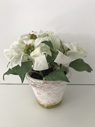 Sia - Plant with Pot "White Star" 23cm